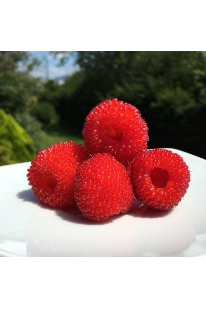 малина японська